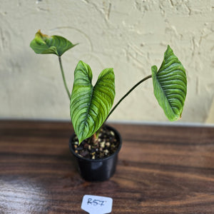 #R57 Philodendron Furcatum