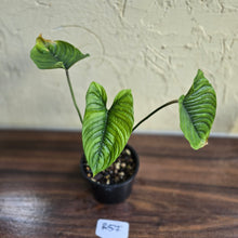 Load image into Gallery viewer, #R57 Philodendron Furcatum