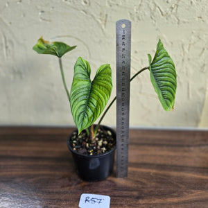 #R57 Philodendron Furcatum