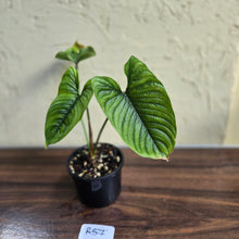 Load image into Gallery viewer, #R57 Philodendron Furcatum