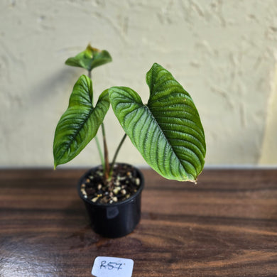 #R57 Philodendron Furcatum