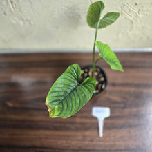 Load image into Gallery viewer, #R57 Philodendron Furcatum