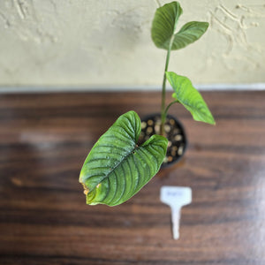 #R57 Philodendron Furcatum