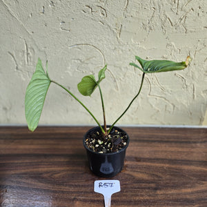 #R57 Philodendron Furcatum
