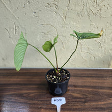 Load image into Gallery viewer, #R57 Philodendron Furcatum