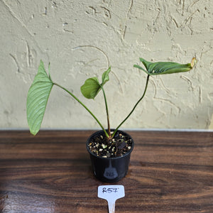 #R57 Philodendron Furcatum