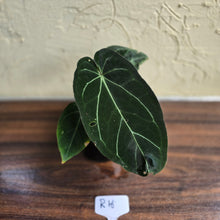 Load image into Gallery viewer, #R16 Dark Anthurium NOID