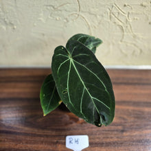 Load image into Gallery viewer, #R16 Dark Anthurium NOID