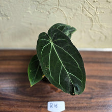 Load image into Gallery viewer, #R16 Dark Anthurium NOID