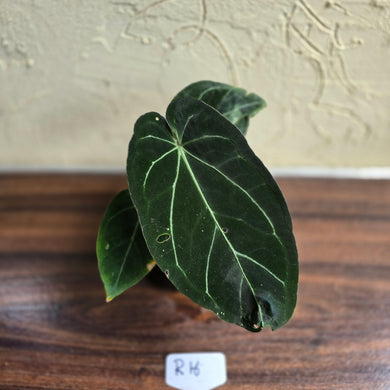 #R16 Dark Anthurium NOID