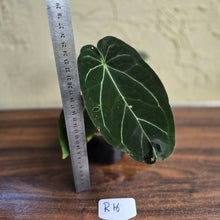 Load image into Gallery viewer, #R16 Dark Anthurium NOID