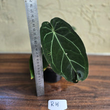 Load image into Gallery viewer, #R16 Dark Anthurium NOID