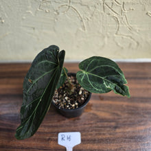 Load image into Gallery viewer, #R16 Dark Anthurium NOID