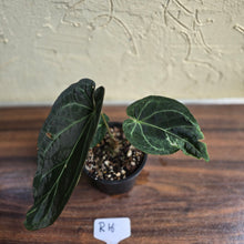 Load image into Gallery viewer, #R16 Dark Anthurium NOID