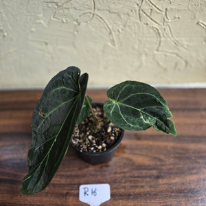 #R16 Dark Anthurium NOID