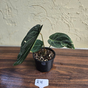 #R16 Dark Anthurium NOID