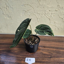 Load image into Gallery viewer, #R16 Dark Anthurium NOID