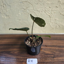 Load image into Gallery viewer, #R16 Dark Anthurium NOID
