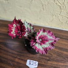 Load image into Gallery viewer, #R25 Begonia Strawberry Swirl