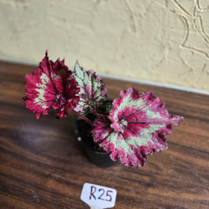 #R25 Begonia Strawberry Swirl