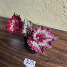 Load image into Gallery viewer, #R25 Begonia Strawberry Swirl