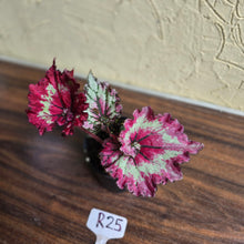 Load image into Gallery viewer, #R25 Begonia Strawberry Swirl