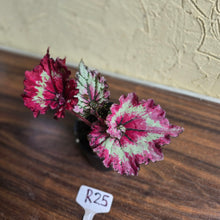 Load image into Gallery viewer, #R25 Begonia Strawberry Swirl