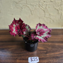 Load image into Gallery viewer, #R25 Begonia Strawberry Swirl