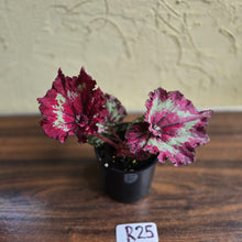 Load image into Gallery viewer, #R25 Begonia Strawberry Swirl
