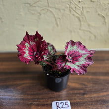 Load image into Gallery viewer, #R25 Begonia Strawberry Swirl