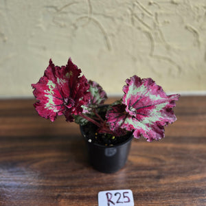 #R25 Begonia Strawberry Swirl