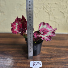 Load image into Gallery viewer, #R25 Begonia Strawberry Swirl