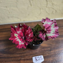 Load image into Gallery viewer, #R25 Begonia Strawberry Swirl