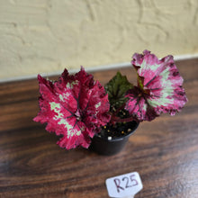 Load image into Gallery viewer, #R25 Begonia Strawberry Swirl