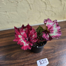 Load image into Gallery viewer, #R25 Begonia Strawberry Swirl