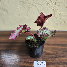Load image into Gallery viewer, #R25 Begonia Strawberry Swirl