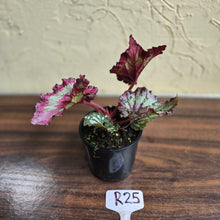 Load image into Gallery viewer, #R25 Begonia Strawberry Swirl