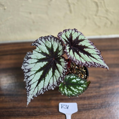 #R31 Begonia Fireworks