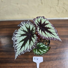 Load image into Gallery viewer, #R31 Begonia Fireworks