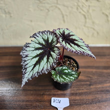 Load image into Gallery viewer, #R31 Begonia Fireworks