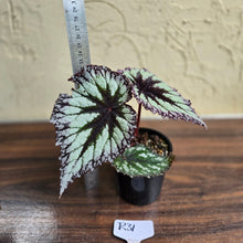 Load image into Gallery viewer, #R31 Begonia Fireworks