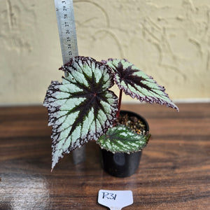 #R31 Begonia Fireworks