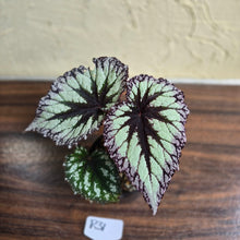 Load image into Gallery viewer, #R31 Begonia Fireworks