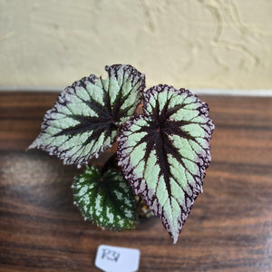 #R31 Begonia Fireworks