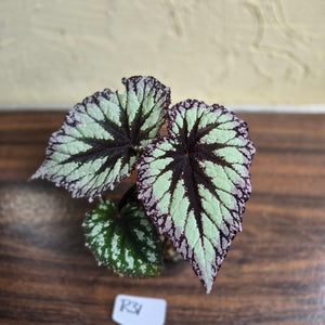 #R31 Begonia Fireworks