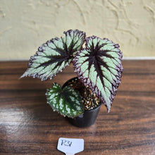 Load image into Gallery viewer, #R31 Begonia Fireworks