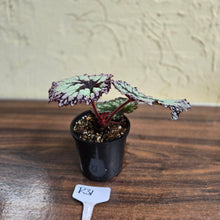 Load image into Gallery viewer, #R31 Begonia Fireworks