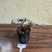 Load image into Gallery viewer, #R31 Begonia Fireworks
