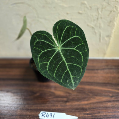 #R491 Anthurium Clarinervium x