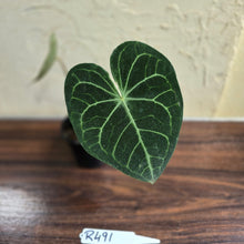 Load image into Gallery viewer, #R491 Anthurium Clarinervium x
